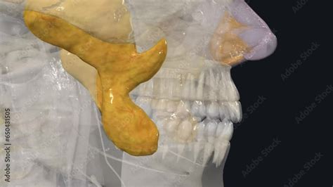 bichats fettpute|Managing the Buccal Fat Pad .